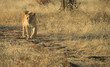 africa lion (panthera leo)