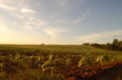 crops at sunset