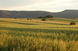 meadows