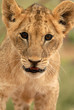 lion cub (panthera leo), south africa