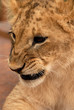 lion cub (panthera leo), south africa