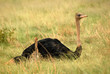 ostrick (struthio camelus) with chick, south africa
