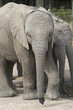 africa elephants (loxodonta africana)