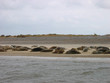 seals lying on a golden beach