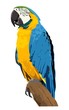 blue & gold macaw