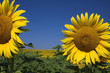 tournesol