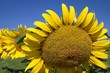 tournesol