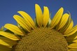 tournesol
