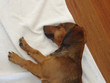 sleeping dog 2