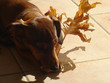 leaf chew