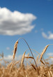 wheat field
