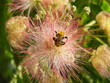 fleur d'albizia avec insecte