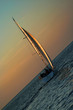 gold sails