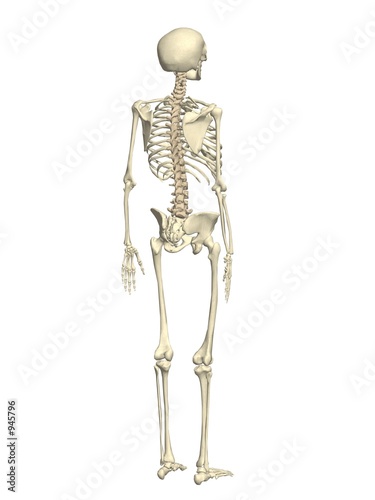 human skeleton. human skeleton