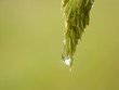 rain in nature