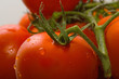 tomato tomato