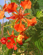 delonix regia