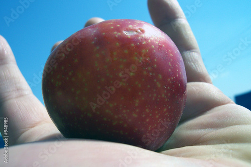 Photo: red plum in my hand red plum in my hand