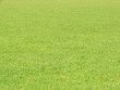 grass is green