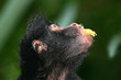 amazone monkey