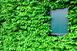 empty board surrounded by leaves of ivy, skew view
