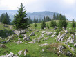 tannen