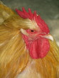 hen
