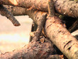 bûche de pin bûche de pin