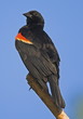 red winged blackbird