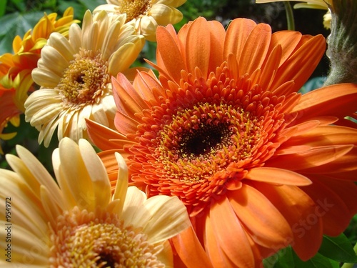 gerbera