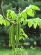 green leaves in back light