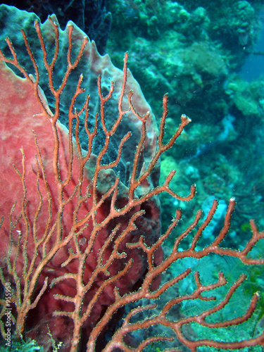 coraux de la dominique