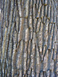 bark