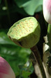 water lily seed pods