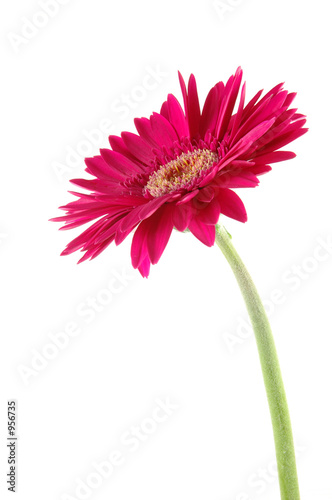 Gerber+daisies+pictures