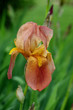 iris yellow and orange flower in bloom