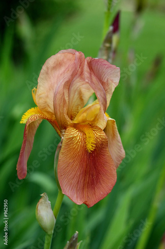 iris yellow and orange flower in bloom