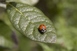 coccinelle bretonne
