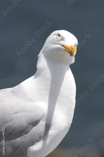 mouette curieuse à la pointe de pen-hir