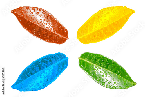 feuilles de couleur feuilles de couleur