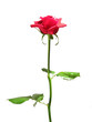rose rouge