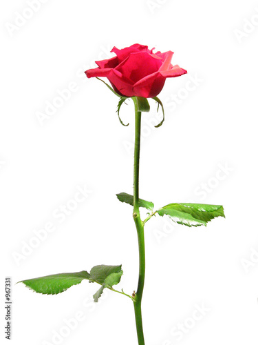 rose rouge