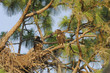 juvenile eagles