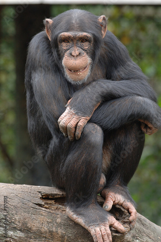 monkey