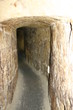 troglodytes
