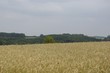 Foto: ein getreide feld ein getreide feld