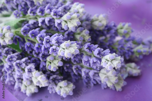 lavender
