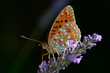 papillon butinant une fleur de lavande papillon butinant une fleur de lavande