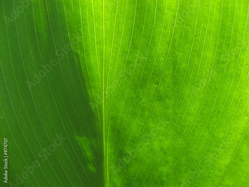 Foto: canna canna