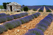 champ de lavande en fleur champ de lavande en fleur